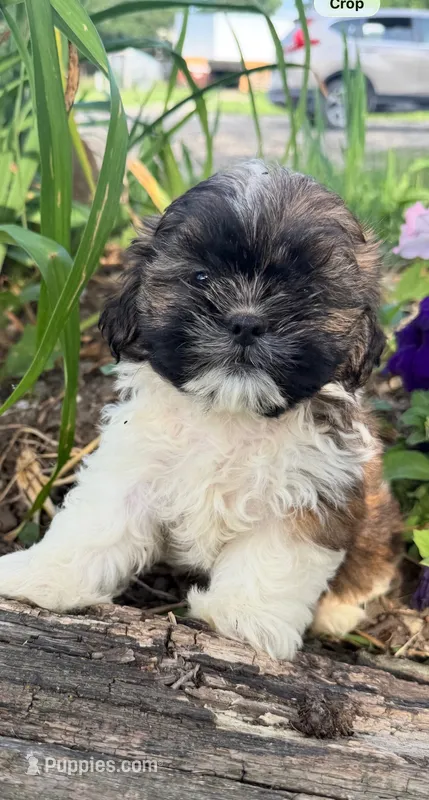 Courtney – Shih Tzu puppy for sale in Knoxville, IA