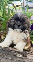 Courtney, a male Shih Tzu for sale in Knoxville, IA – 1 of 4