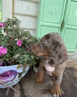 Boxer, a male Miniature Dachshund for sale in Knoxville, IA – 3 of 3