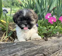 Courtney, a male Shih Tzu for sale in Knoxville, IA – 2 of 4