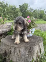 Toby, a male Miniature Schnauzer for sale in Knoxville, IA – 3 of 3
