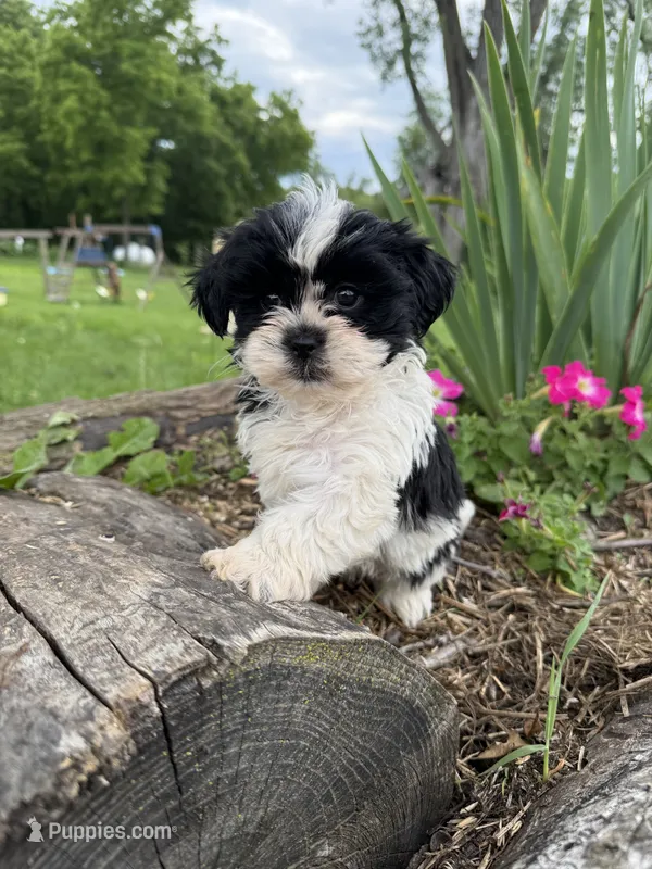 Corie – Shih Tzu puppy for sale in Knoxville, IA