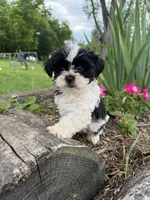 Corie, a female Shih Tzu for sale in Knoxville, IA – 1 of 3