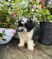 Buddy , a male Shih Tzu and Poodle - Miniature  for sale in Knoxville, IA – 4 of 4