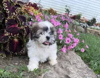 Lincoln, a male Shih Tzu for sale in Knoxville, IA – 3 of 4