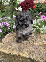 Bailey, a female Poodle - Toy  for sale in Knoxville, IA – 4 of 4