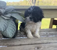 Milo, a male Bichon Frise and Shih Tzu for sale in Knoxville, IA – 5 of 5