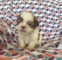 Liam, a male Shih Tzu for sale in Knoxville, IA – 3 of 5