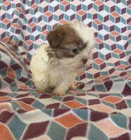 Liam, a male Shih Tzu for sale in Knoxville, IA – 4 of 5