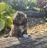 Ricky , a male Shih Tzu for sale in Knoxville, IA – 4 of 5