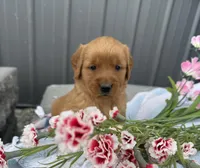 Molly, a female Golden Retriever for sale in Knoxville, IA – Photo 1 of 3