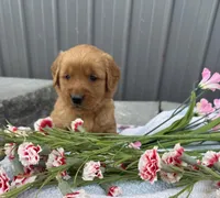 Molly, a female Golden Retriever for sale in Knoxville, IA – Photo 2 of 3