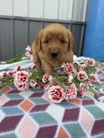 Molly, a female Golden Retriever for sale in Knoxville, IA – Photo 3 of 3