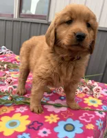 Mango, a female Golden Retriever for sale in Knoxville, IA – 3 of 4
