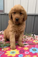 Mango, a female Golden Retriever for sale in Knoxville, IA – 2 of 4