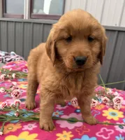 Mango, a female Golden Retriever for sale in Knoxville, IA – 4 of 4