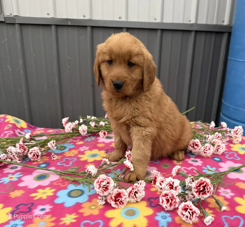 Mango – Golden Retriever puppy for sale in Knoxville, IA