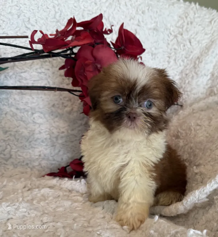 Lily – Shih Tzu puppy for sale in Knoxville, IA