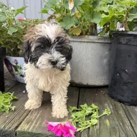 Zoey , a female Shih Tzu and Poodle - Toy  for sale in Knoxville, IA – 4 of 4