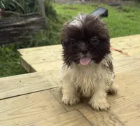 Sunny, a female Shih Tzu for sale in Knoxville, IA – 2 of 3