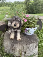 Toby, a male Miniature Schnauzer for sale in Knoxville, IA – 2 of 3