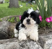 Corie, a female Shih Tzu for sale in Knoxville, IA – 2 of 3