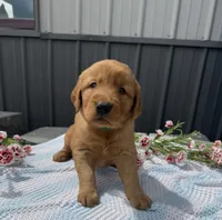 Mickey, a male Golden Retriever for sale in Knoxville, IA – Photo 3 of 3