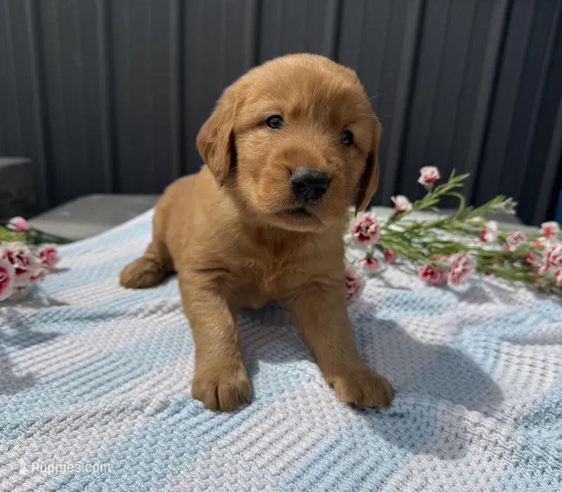 Mickey – Golden Retriever puppy for sale in Knoxville, IA
