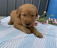 Mickey, a male Golden Retriever for sale in Knoxville, IA – Photo 2 of 3