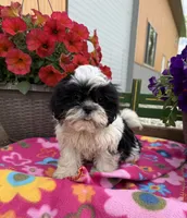 Luna, a female Shih Tzu for sale in Knoxville, IA – 3 of 4