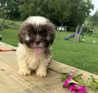 Sam, a male Shih Tzu for sale in Knoxville, IA – 1 of 3