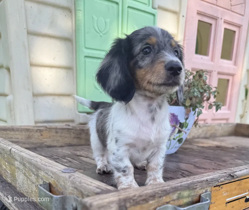 Boxer – Miniature Dachshund puppy for sale in Knoxville, IA