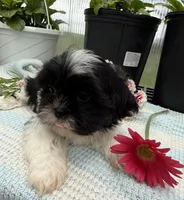 Logan, a male Shih Tzu for sale in Knoxville, IA – Photo 1 of 3