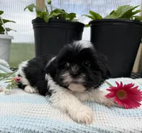 Logan, a male Shih Tzu for sale in Knoxville, IA – Photo 2 of 3