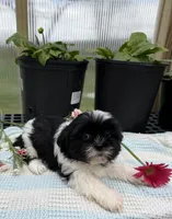 Logan, a male Shih Tzu for sale in Knoxville, IA – Photo 3 of 3