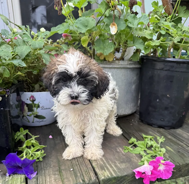 Zoey  – Shih Tzu puppy for sale in Knoxville, IA