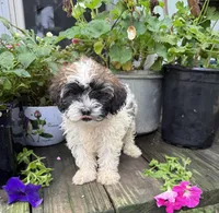 Zoey , a female Shih Tzu and Poodle - Toy  for sale in Knoxville, IA – 1 of 4