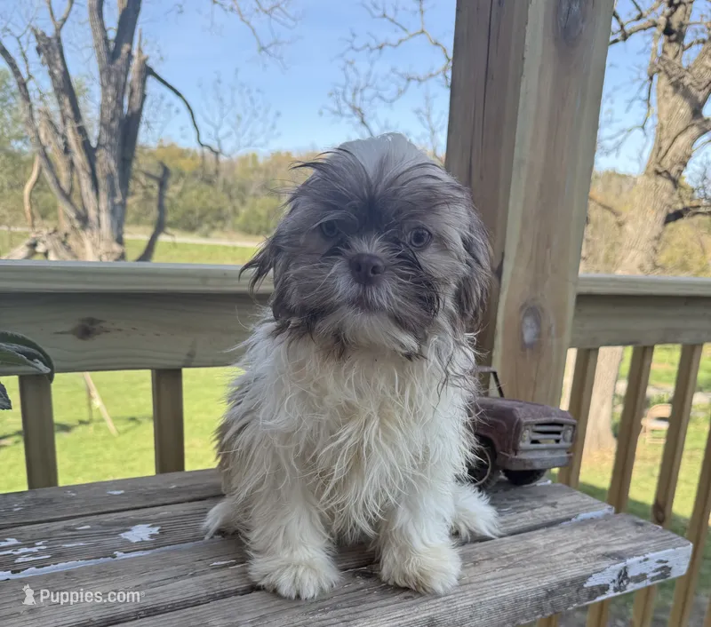Sam – Shih Tzu puppy for sale in Knoxville, IA