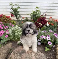 Sunny, a male Shih Tzu for sale in Knoxville, IA – 2 of 3