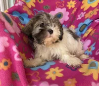 Lucy, a female Shih Tzu for sale in Knoxville, IA – 5 of 5