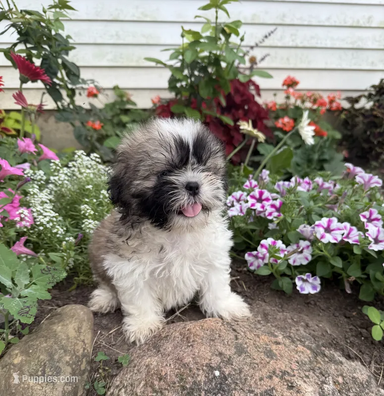 Sunny – Shih Tzu puppy for sale in Knoxville, IA
