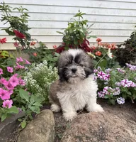 Sunny, a male Shih Tzu for sale in Knoxville, IA – 3 of 3