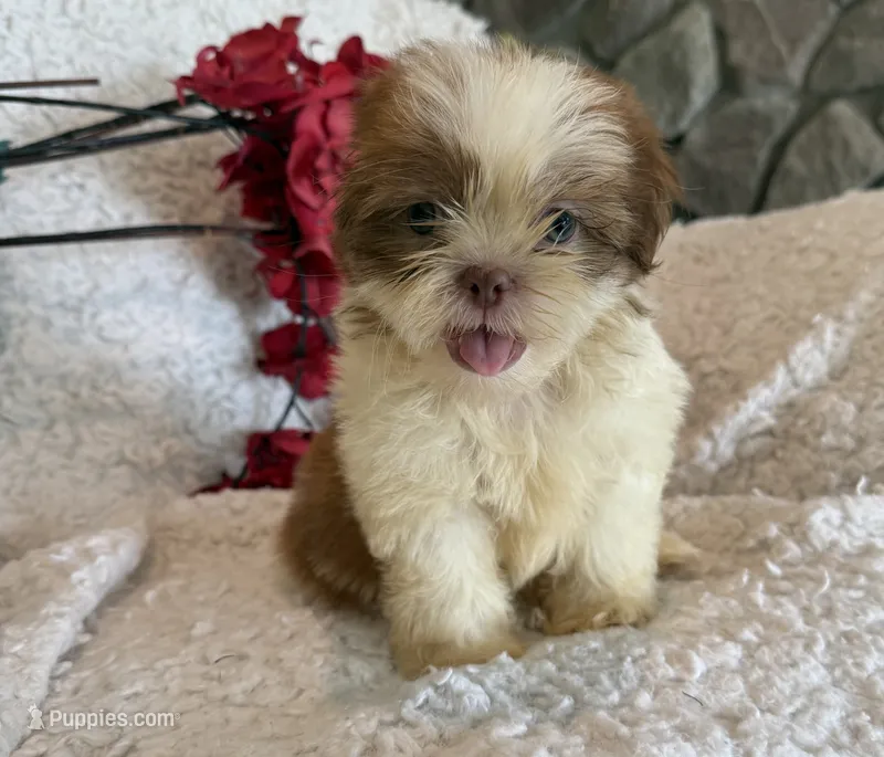 Liam – Shih Tzu puppy for sale in Knoxville, IA