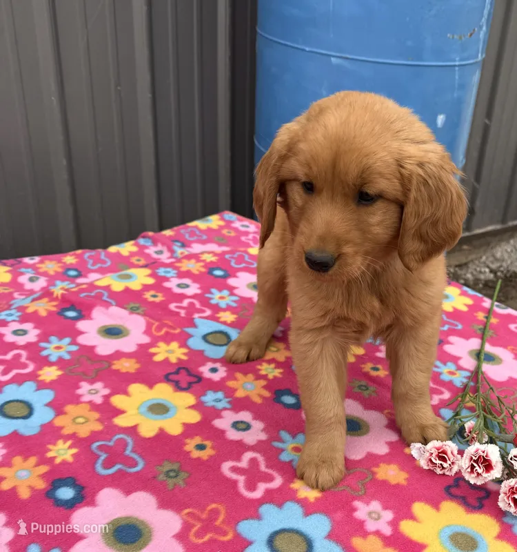 Maya – Golden Retriever puppy for sale in Knoxville, IA