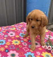 Maya, a female Golden Retriever for sale in Knoxville, IA – 1 of 3