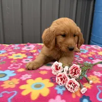 Maya, a female Golden Retriever for sale in Knoxville, IA – 2 of 3