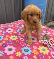 Maya, a female Golden Retriever for sale in Knoxville, IA – 3 of 3