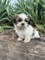Coco, a female Shih Tzu for sale in Knoxville, IA – 4 of 4