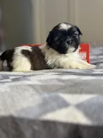 Zoe, a female Shih Tzu for sale in Knoxville, IA – Photo 1 of 4