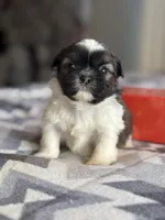 Zoe, a female Shih Tzu for sale in Knoxville, IA – Photo 3 of 4